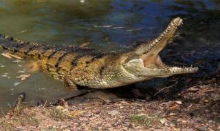 与上古生物交流 与上古生物交流