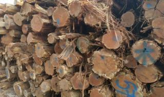 澳洲酸枝木是红木吗