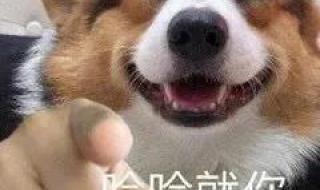 又凶又可爱的表情包 又凶又可爱的表情包